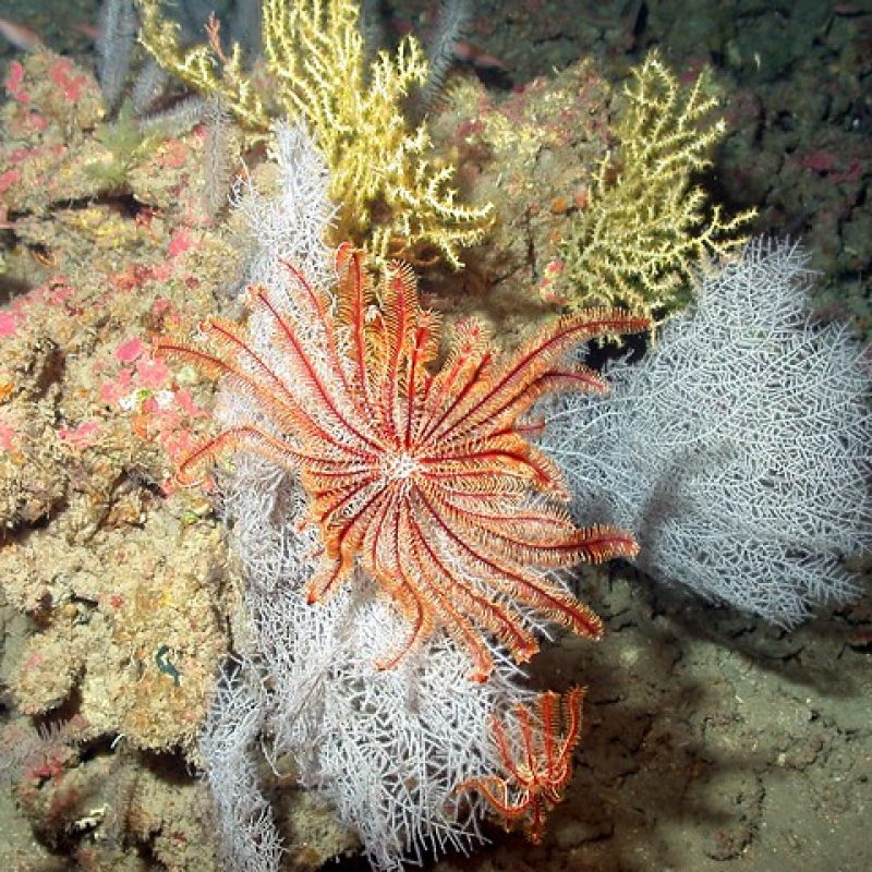 A red crinoid and a white gorgonian. Photo credit: NURC/UNCW and NOAA/FGBNMS.